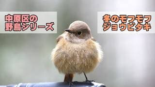 【中原区の野鳥シリーズ】新丸子で見かけた、冬のモフモフ「ジョウビタキ」がかわいい